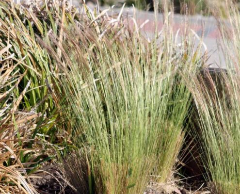 Ziergräser im Oktober bringen Farbe in den Garten