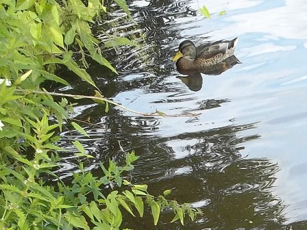Gartenteich anlegen