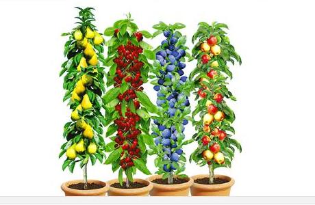 Spalierobst für den Garten