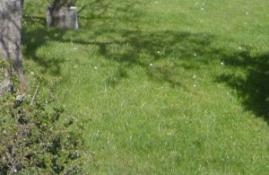 Wohnung mit Garten finden