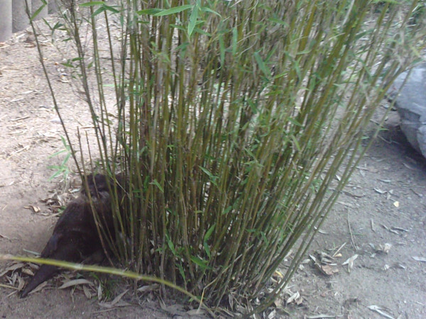 Bambus und Schilf als natürlicher Sichtschutz