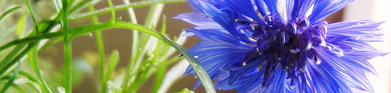 Kalender Garten: Ratgeber für Haus, Garten & Gartenarbeit