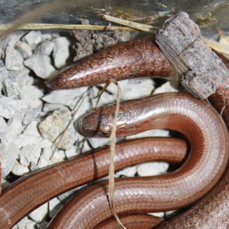 57+ Blindschleiche Im Garten, In mitteleuropa zieht sich die mehrzahl