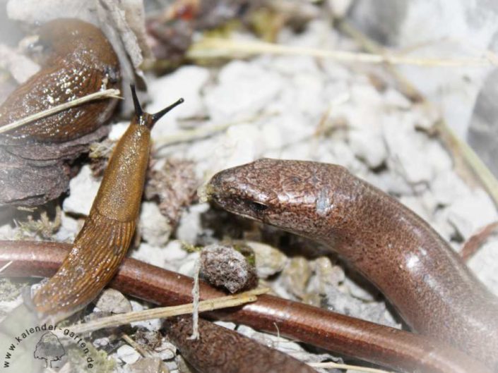 Blindschleiche So locken Sie Anguis fragilis in den Garten