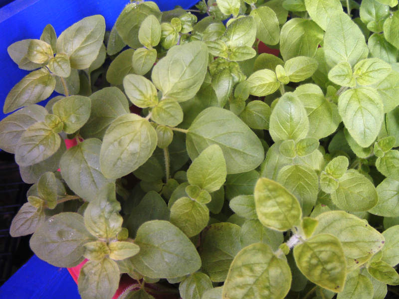 Basilikum anpflanzen: Basilikumpflanze im Blumentopf auf der Terrasse