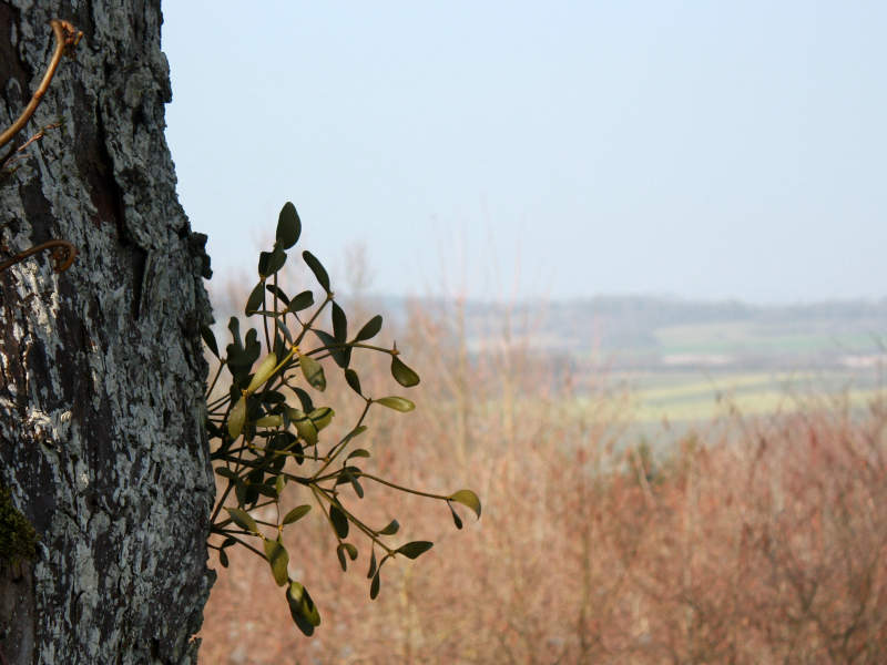 Misteln wachsen als Halbparasiten an Bäumen und Sträuchern