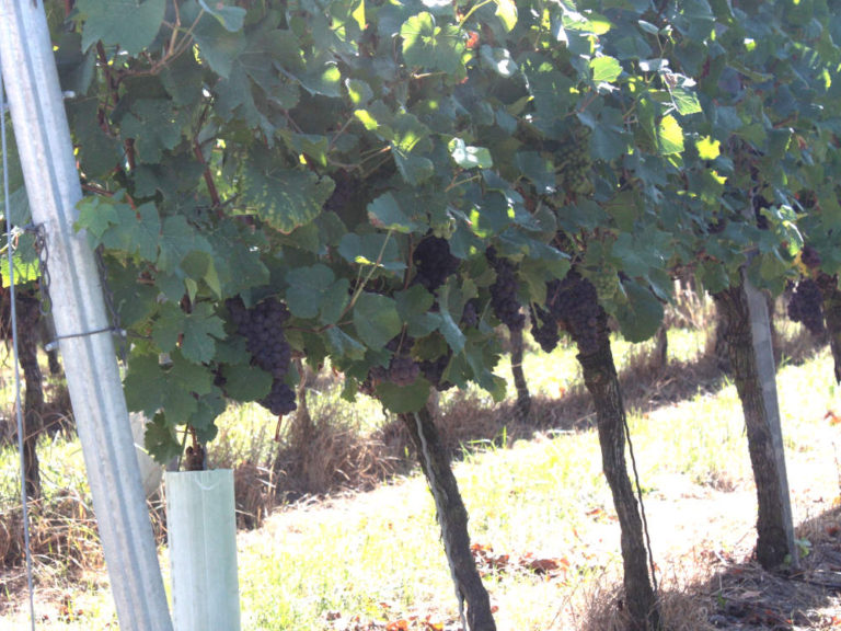 Weinrebe im Garten Traumhaft schöne Begrünung & leckeres Obst