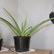 Aloe Vera Pflanze pflegen, vermehren und anwenden