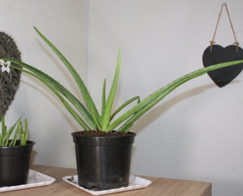 Aloe Vera Pflanze pflegen, vermehren und anwenden