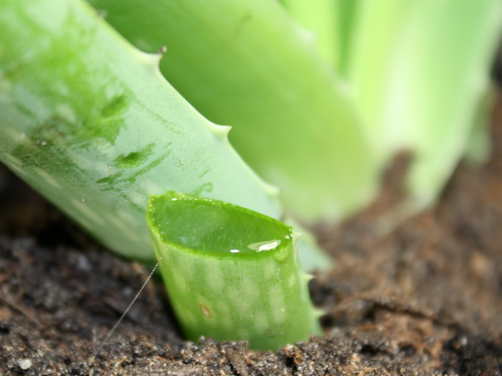 Aloe Vera schneiden - Schnitt mit Schere oder Mutter möglichst weit unten ansetzen