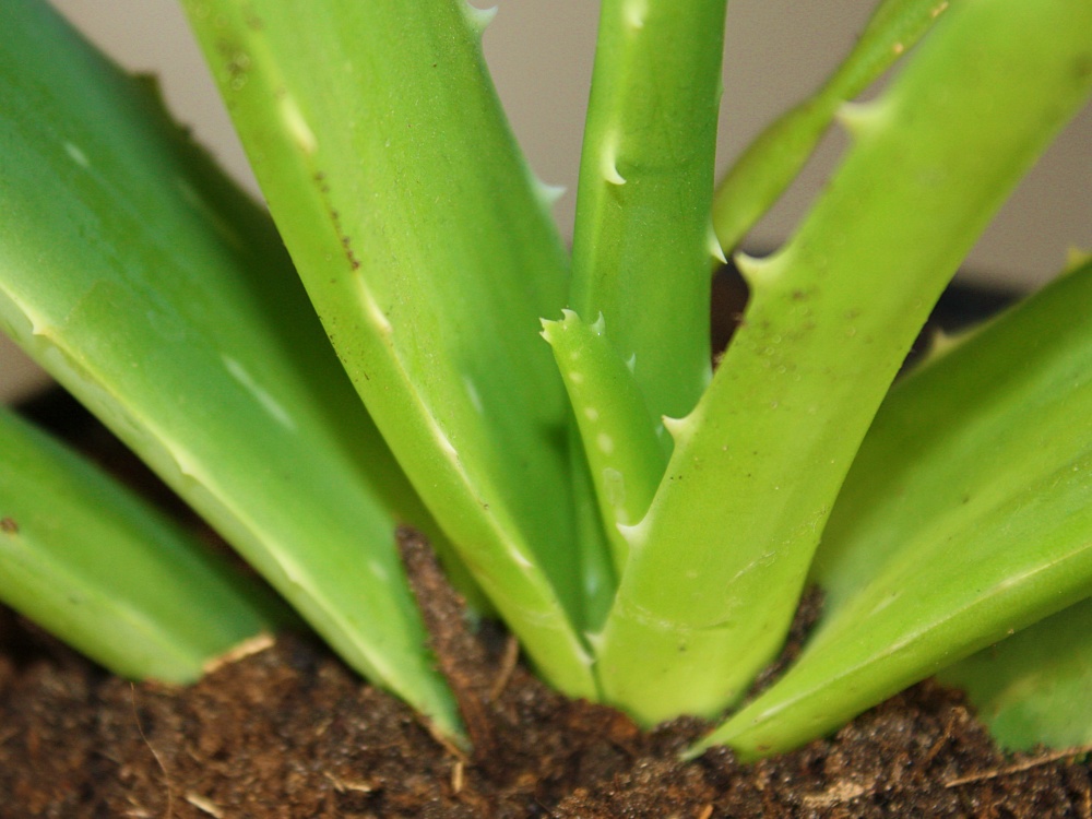 Junges Aloe Vera Blatt an frisch umgetopfter Mutterpflanze