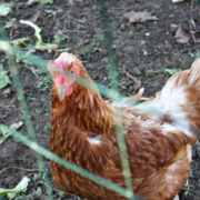 Tipps zur Hühnerhaltung im Garten