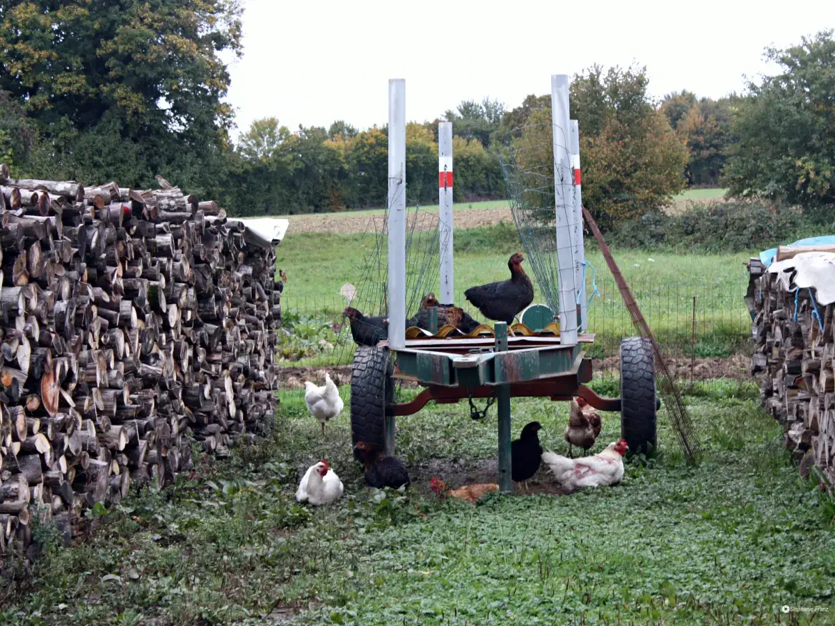 Richtige Holzlagerung – auf gute Durchlüftung achten